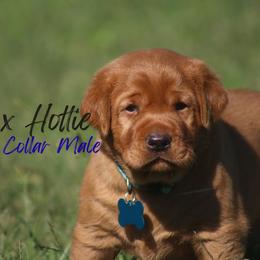Blue Collar - Yellow male Labrador Retriever puppy in Capron, Virginia from Triple Creek Kennel