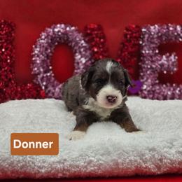 Donner- Brown collar - Blue merle male Bernedoodle puppy in Summerville, South Carolina from Channys Doodles