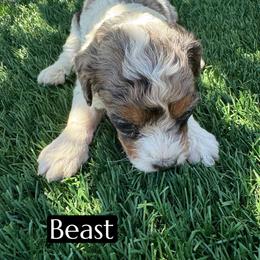 Beast - Blue merle male Aussiedoodle puppy in Bakersfield, California from Annie's Aussies