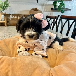 Mandy - Parti female Yorkshire Terrier puppy in Yuma, Arizona from Yuma Yorkie