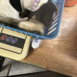 Pecan - Piebald female Dachshund puppy in Salkum, Washington from Stonevalley Dachshunds