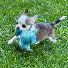 Izzy - Fawn and white female Chihuahua puppy in Kernersville, North Carolina from Starmist Chihuahuas