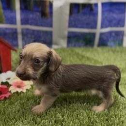 Chocolate Based Cream Wirehair Female - Cream female Dachshund puppy in Killeen, Texas from Southern Dachshunds