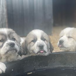 Dachshund and Great Pyrenees Puppies from Mulberry Meadow Farms