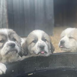 Dachshund and Great Pyrenees Puppies from Mulberry Meadow Farms
