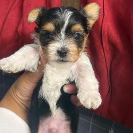 Boy 2 - Chocolate, tan and white male Yorkshire Terrier puppy in Cleveland, Ohio from My Exotic Yorkies LLC