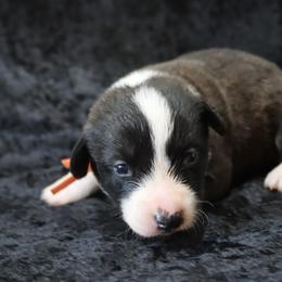 Bronze - Brindle and white male Cardigan Welsh Corgi puppy in Livermore, Colorado from Rowe Family