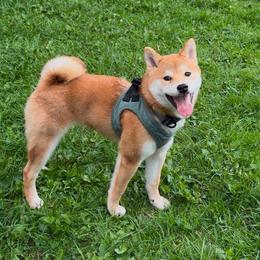Ushi - Red male Shiba Inu puppy in Marshall, Minnesota from Tobitatsu Shiba Inu