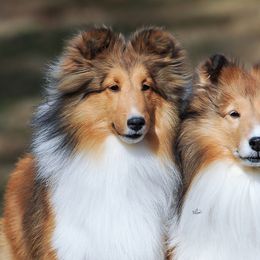 Shetland Sheepdogs from Maplecove Shelties
