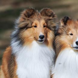 Shetland Sheepdogs from Maplecove Shelties
