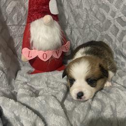 Purple - Red female Pembroke Welsh Corgi puppy in Beulaville, North Carolina from Windy Acres Pembroke Welsh