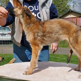Mystic - Sabled red female Borzoi puppy in Washougal, Washington from Agust Borzoi