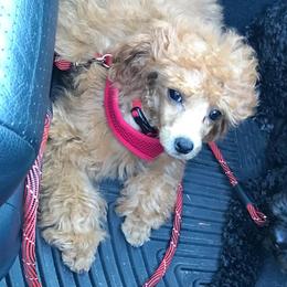 Poodle Puppies from Seattle Sankofa Kennel Club