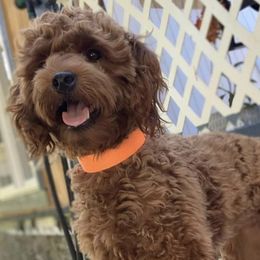 Goldendoodles and Labradoodles from Exotic and Designer Doodles