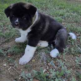 Akita Puppies from Folklore Akitas