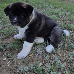 Akita Puppies from Folklore Akitas
