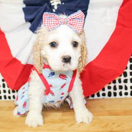 Harlie - Buff and white female Cocker Spaniel puppy in Rattan, Oklahoma from Double M Cocker Spaniels