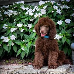Teddy - Brown male Poodle puppy in Greenville, North Carolina from Grace Poodles
