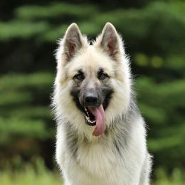 German Shepherds from Rosewood German Shepherds