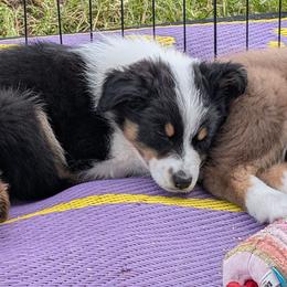 Zelda - Black tri-color female Australian Shepherd puppy in Woodinville, Washington from Cornerstone Australian Shepherds