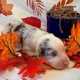 Cyser - Blue merle male Australian Shepherd puppy in Brookfield Township, Ohio from AussieLand Shepherds