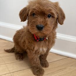 Red collar boy - Red  male Goldendoodle puppy in Ridgewood, New Jersey from Jessie’s Doodles