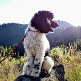 Champ - Poodle