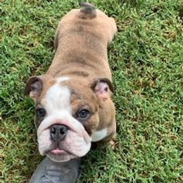 English Bulldog Puppies from Brady’s Bulldogs