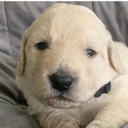 Girl 4 - Goldendoodle puppy in Blaine, Minnesota from The Golden Roo