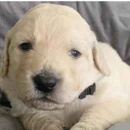 Girl 4 - Goldendoodle puppy in Blaine, Minnesota from The Golden Roo