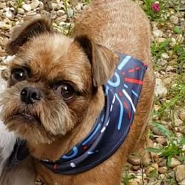 PeeWee - Brussels Griffon