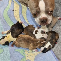 Boy 5 - Black brindle and white male Boston Terrier puppy in Sulphur Springs, Texas from B&B Bostons