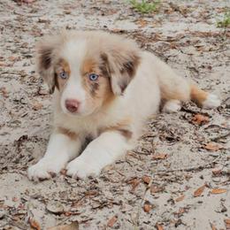 Dallas - Red merle male Miniature Australian Shepherd puppy in Dunnellon, Florida from Ever After Mini Aussies