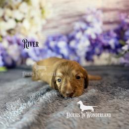 River - Cream male Dachshund puppy in Rainier, Oregon from Doxies in Wonderland