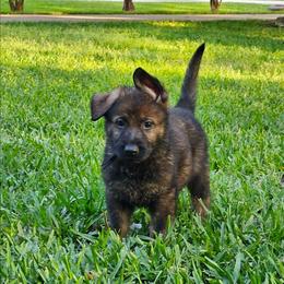 Force - Sable Male 1 - Sable male German Shepherd puppy in Conroe, Texas from Aus der Asche German Shepherds