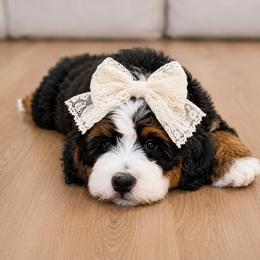 Valley (Guardian Home Only) - Tri-color female Bernedoodle puppy in Van Alstyne, Texas from Forest Haven Doodle Co.