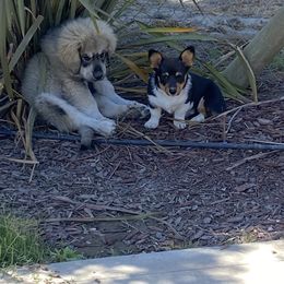 Pembroke Welsh Corgi Puppies from Serenity Ann Pups