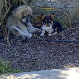 Pembroke Welsh Corgi Puppies from Serenity Ann Pups
