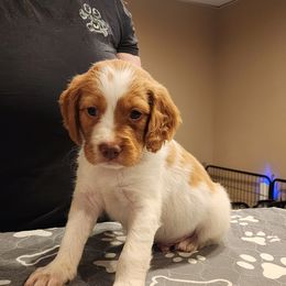 Green collar - Orange and white male Brittany puppy in Bushkill Township, Pennsylvania from Township Line Dachshunds & Brittanys