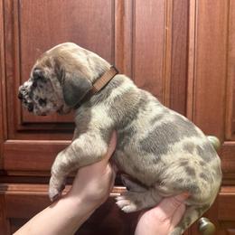 Brown collar - Merle male Great Dane puppy in Ider, Alabama from Sand Mountain Danes LLC