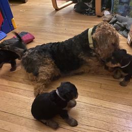 Welsh Terrier Puppies from Snow Dragon Welsh Terriers