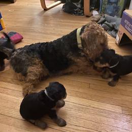 Welsh Terrier Puppies from Snow Dragon Welsh Terriers