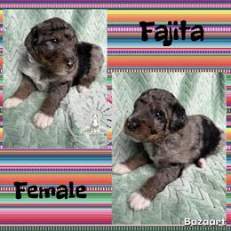 Fajita - Blue merle female Bernedoodle puppy in Godwin, North Carolina from Farm Sweet Farm Doodles