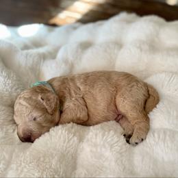 Austin - Red male Labradoodle puppy in San Antonio, Texas from I Love U Back Labradoodles, LLC