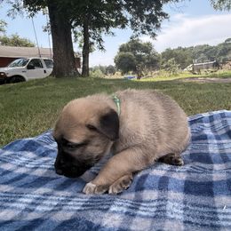 Lincoln - Fawn male Anatolian Shepherd Dog puppy in Starr, South Carolina from Home with Havanese