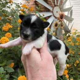 Lacey - Black female Miniature Schnauzer puppy in Silver Creek, Mississippi from Mamie’s Minis, LLC