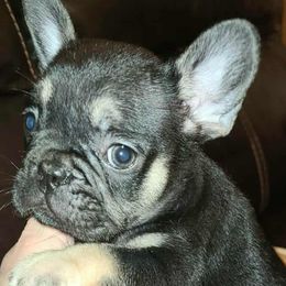 Gigi - Black and tan female French Bulldog puppy in Graham, Washington from Kristy's French Bulldogs & Mini Schnauzers