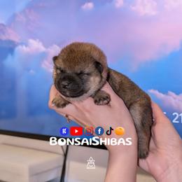 DOKU - Red male Shiba Inu puppy in Minnesota from BonsaiShibas