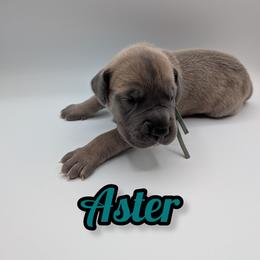 Aster - Fawn male Great Dane puppy in Milford, Pennsylvania from R&R Breeding and Pet Care