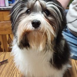 Australian Shepherds and Havanese from Celtic Brae Australian Shepherds & Havanese